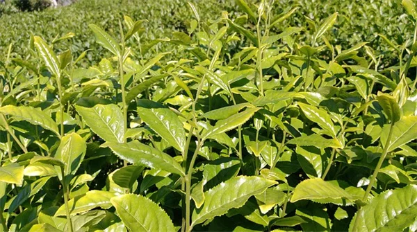 パンパスグラス移植で失敗しない！成功率を上げるコツをプロが解説