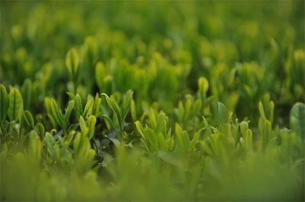 植物の開花メカニズムをわかりやすく解説
