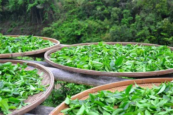 2月剪定で春の庭が変わる！私が実践する10の植物とコツ