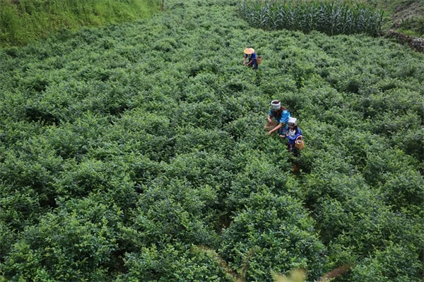 ペットを有毒植物から守る！8つの安全対策を徹底解説